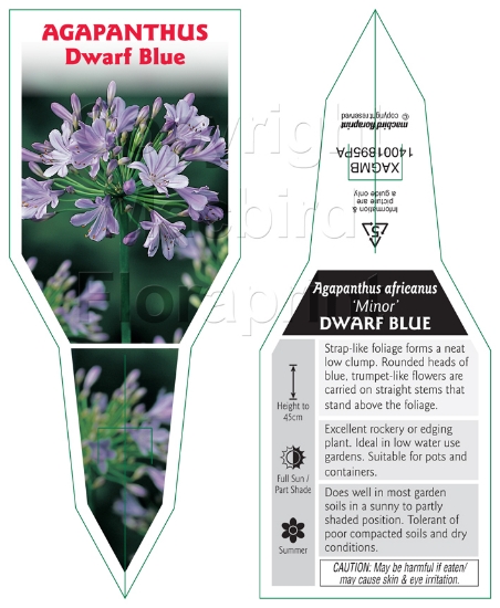 Picture of AGAPANTHUS AFRICANUS MINOR DWARF BLUE                                                                                                                 