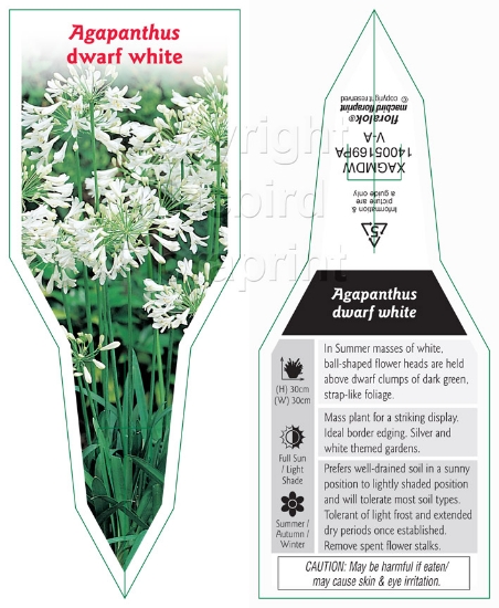 Picture of AGAPANTHUS DWARF WHITE                                                                                                                                