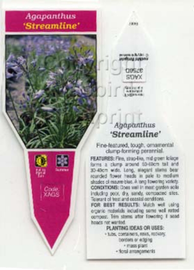 Picture of AGAPANTHUS STREAMLINE                                                                                                                                 