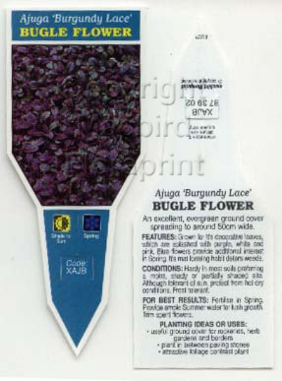 Picture of AJUGA BURGUNDY LACE BUGLE FLOWER                                                                                                                      