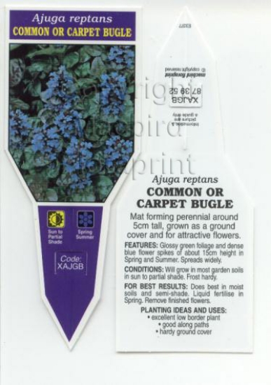 Picture of AJUGA REPTANS COMMON OR CARPET BUGLE                                                                                                                  