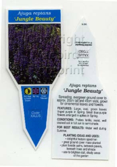 Picture of AJUGA REPTANS JUNGLE BEAUTY                                                                                                                           