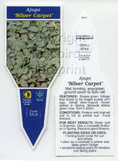 Picture of AJUGA SILVER CARPET                                                                                                                                   