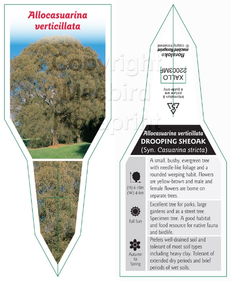 Picture of ALLOCASUARINA VERTICILLATA DROOPING SHEOAK                                                                                                            