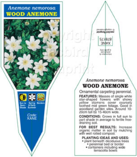 Picture of ANEMONE NEMOROSA WOOD ANEMONE                                                                                                                         