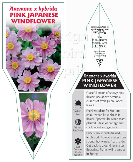 Picture of ANEMONE HYBRIDA PINK JAPANESE WINDFLOWER                                                                                                              