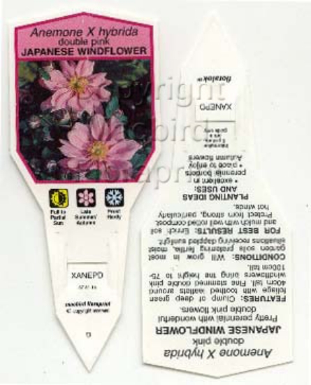 Picture of ANEMONE HYBRIDA DOUBLE PINK JAP WINDFLOWER                                                                                                            