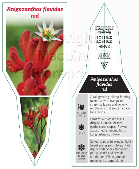 Picture of ANIGOZANTHOS FLAVIDUS RED                                                                                                                             