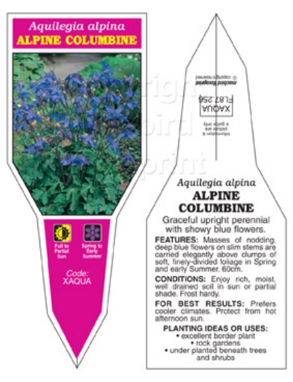 Picture of AQUILEGIA ALPINA ALPINE COLUMBINE                                                                                                                     