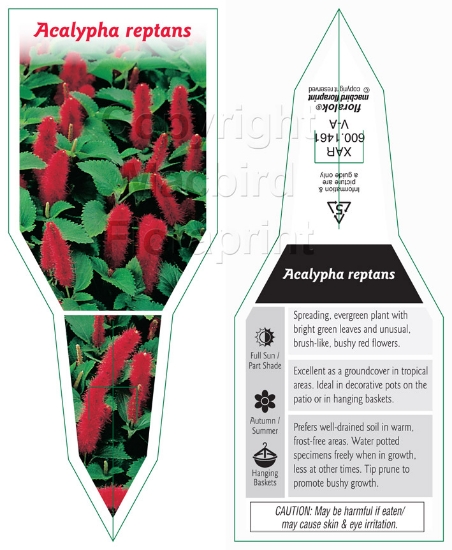 Picture of ACALYPHA REPTANS                                                                                                                                      
