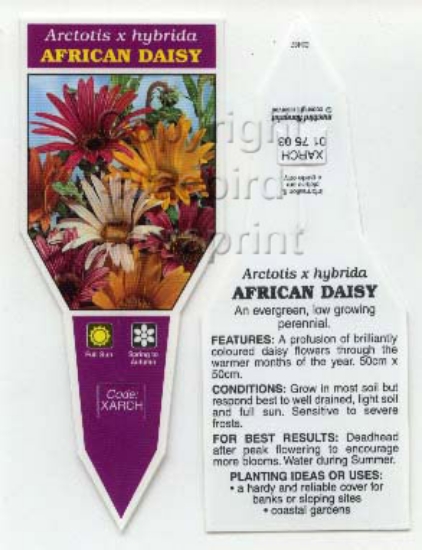 Picture of ARCTOTIS HYBRIDA AFRICAN DAISY                                                                                                                        