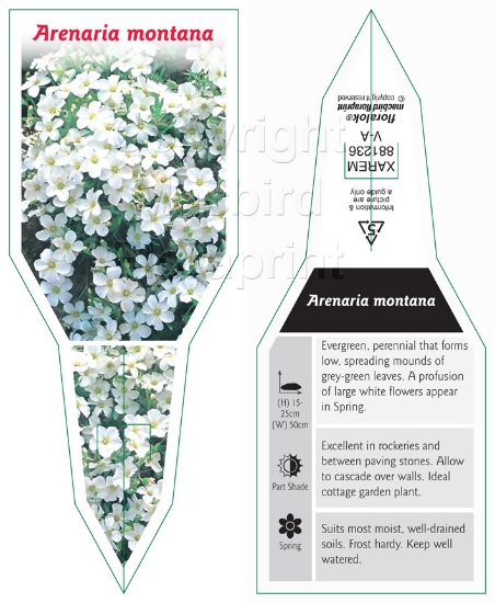 Picture of ARENARIA MONTANA                                                                                                                                      