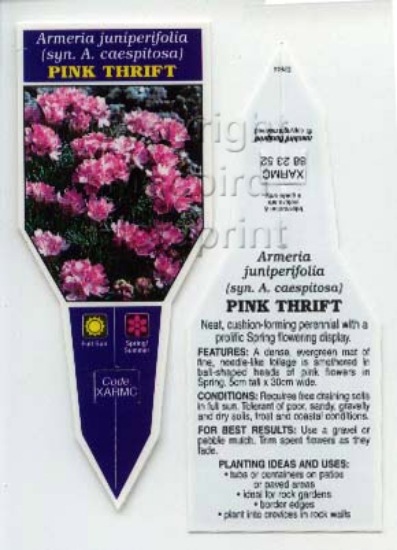 Picture of ARMERIA JUNIPERIFOLIA PINK THIFT                                                                                                                      
