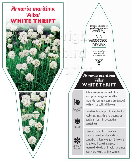 Picture of ARMERIA MARITIMA WHITE THRIFT                                                                                                                         