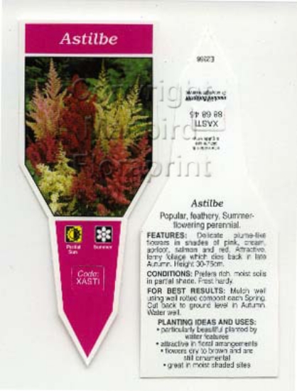 Picture of ASTILBE - MIXED PICTURE (UNNAMED VARIETY)                                                                                                             
