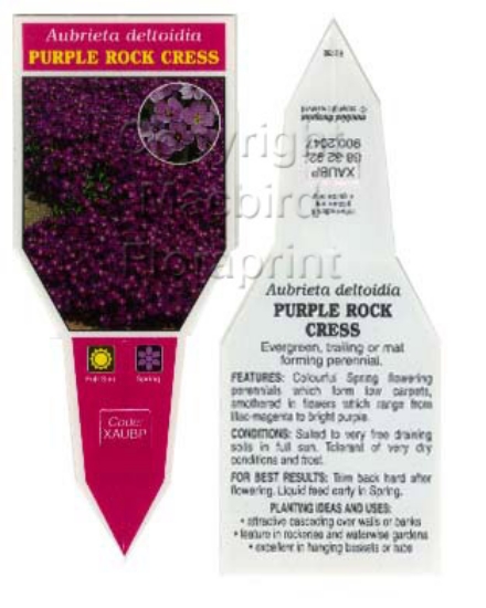 Picture of AUBRETIA DELTOIDIA PURPLE ROCK CRESS                                                                                                                  
