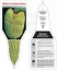 Picture of BANKSIA LEMANNIANA                                                                                                                                    