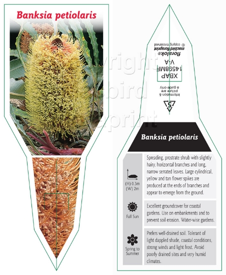 Picture of BANKSIA PETIOLARIS                                                                                                                                    