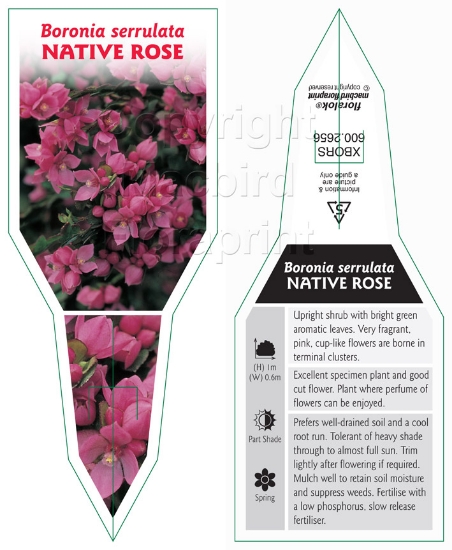 Picture of BORONIA SERRULATA NATIVE ROSE                                                                                                                         