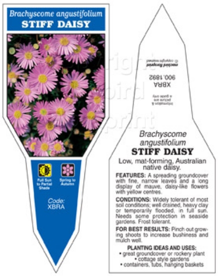 Picture of BRACHYSCOME ANGUSTIFOLIUM STIFF DAISY                                                                                                                 