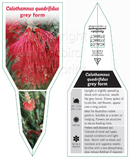 Picture of CALOTHAMNUS QUADRIFIDUS GREY FORM                                                                                                                     