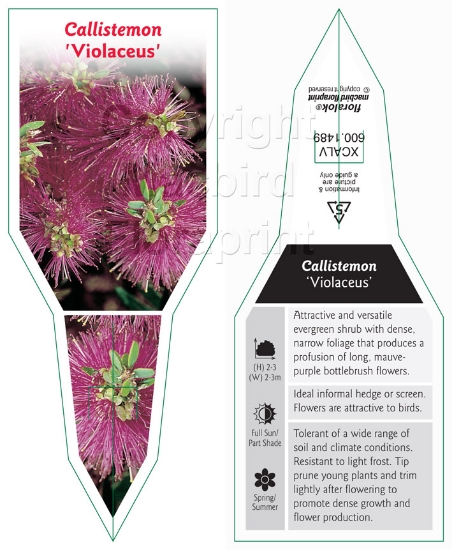 Picture of CALLISTEMON VIOLACEUS                                                                                                                                 