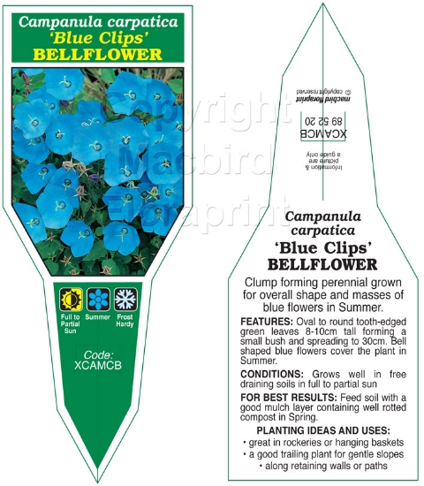Picture of CAMPANULA CARPATICA BLUE CLIPS                                                                                                                        