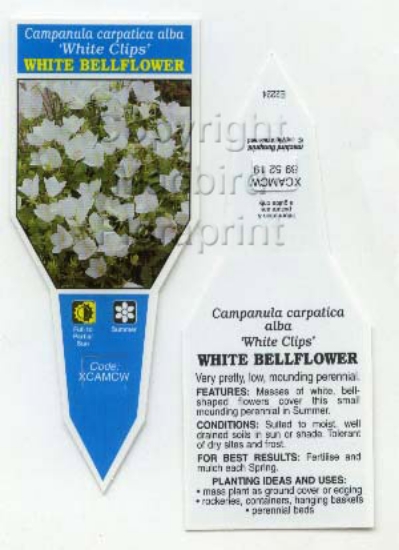 Picture of CAMPANULA CARPATICA ALBA WHITE CLIPS                                                                                                                  