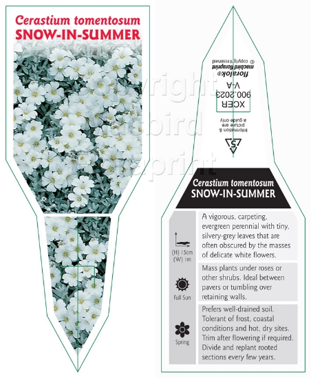 Picture of CERASTIUM TOMENTOSUM SNOW IN SUMMER                                                                                                                   