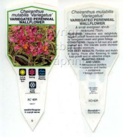Picture of CHEIRANTHUS MUTABILIS VARIEGATUS                                                                                                                      