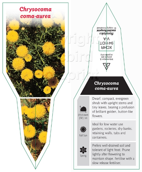 Picture of CHRYSOCOMA COMA-AUREA                                                                                                                                 