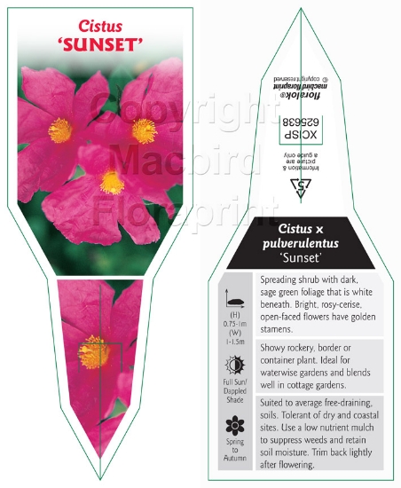 Picture of CISTUS PULVERULENTUS SUNSET                                                                                                                           