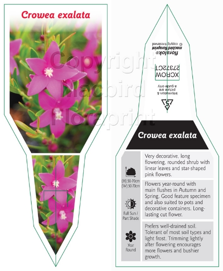 Picture of CROWEA EXALATA                                                                                                                                        
