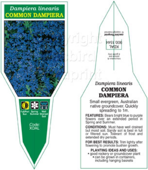 Picture of DAMPIERA LINEARIS                                                                                                                                     