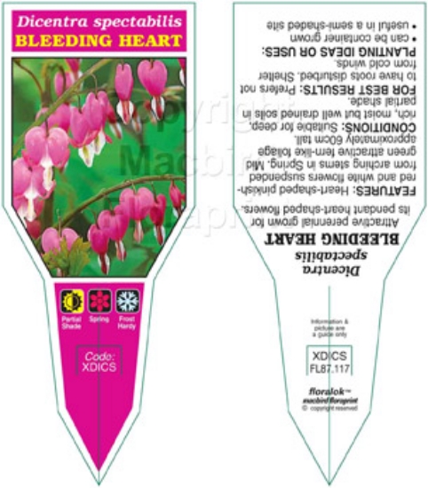 Picture of DICENTRA SPECTABILIS BLEEDING HEART                                                                                                                   