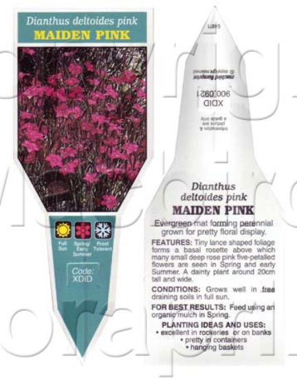 Picture of DIANTHUS DELTOIDES PINK                                                                                                                               