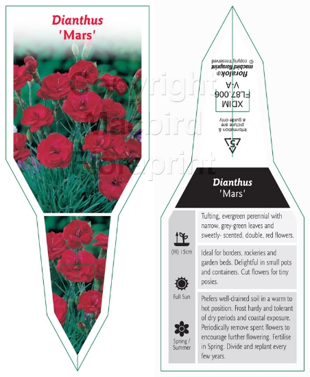 Picture of DIANTHUS MARS                                                                                                                                         