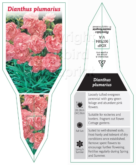 Picture of DIANTHUS PLUMARIUS                                                                                                                                    