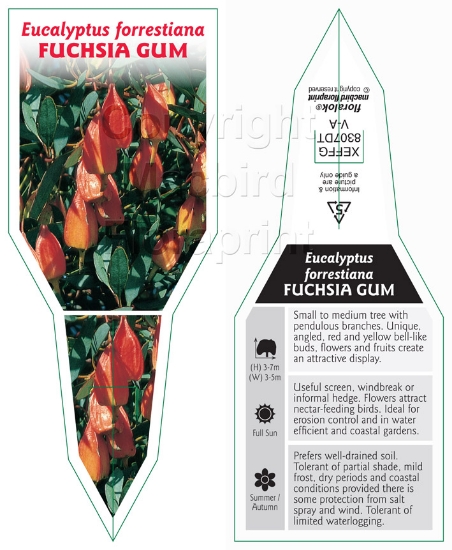 Picture of EUCALYPTUS FORRESTIANA FUCHSIA GUM                                                                                                                    