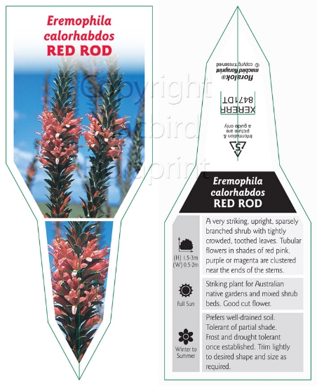 Picture of EREMOPHILA CALORHABDOS RED ROD                                                                                                                        