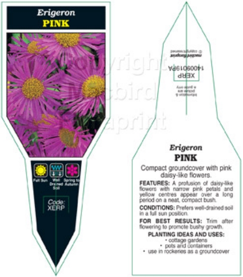 Picture of ANNUAL ERIGERON PINK                                                                                                                                  