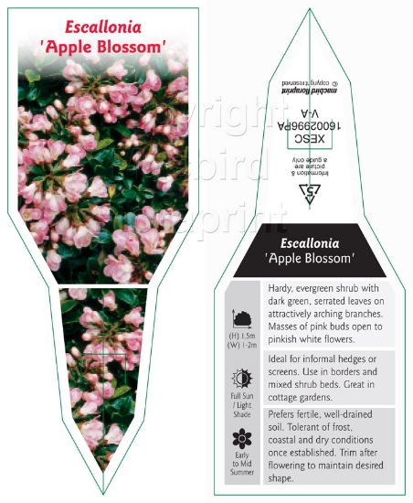 Picture of ESCALLONIA APPLE BLOSSOM                                                                                                                              