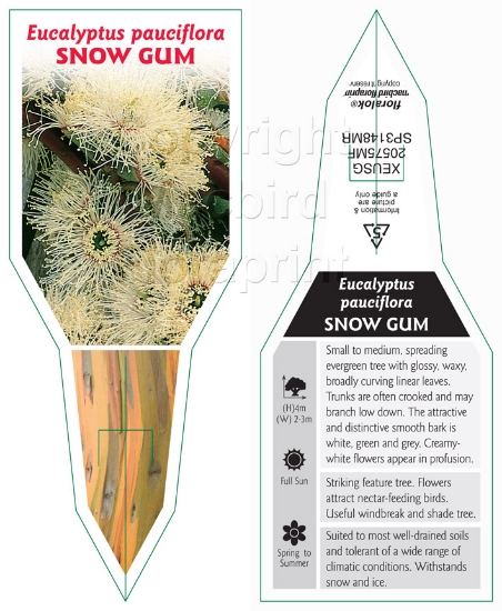 Picture of EUCALYPTUS PAUCIFLORA DWARF SNOW GUM                                                                                                                  