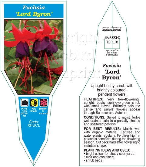 Picture of HOUSEPLANT FUCHSIA LORD BYRON                                                                                                                         