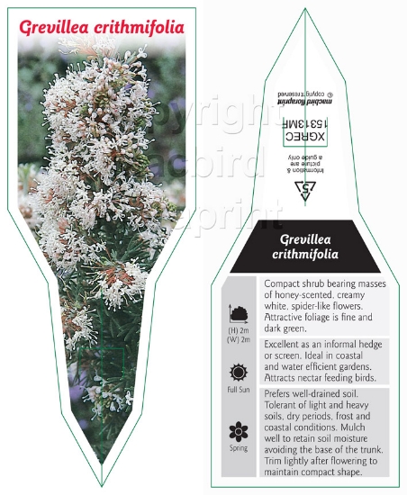 Picture of GREVILLEA CRITHMIFOLIA                                                                                                                                