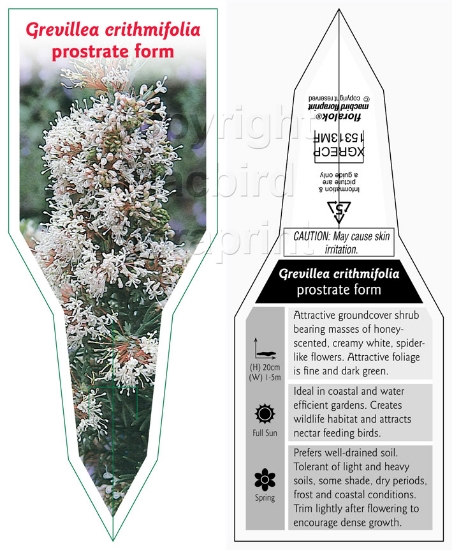 Picture of GREVILLEA CRITHMIFOLIA PROSTRATE FORM                                                                                                                 