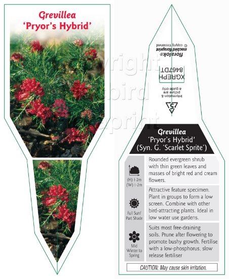 Picture of GREVILLEA PRYORS HYBRID                                                                                                                               