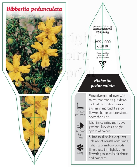 Picture of HIBBERTIA PEDUNCULATA                                                                                                                                 