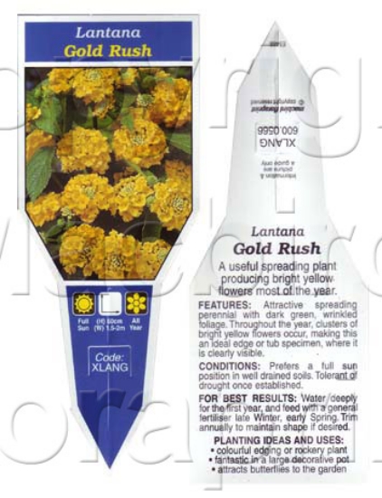 Picture of LANTANA GOLD RUSH                                                                                                                                     