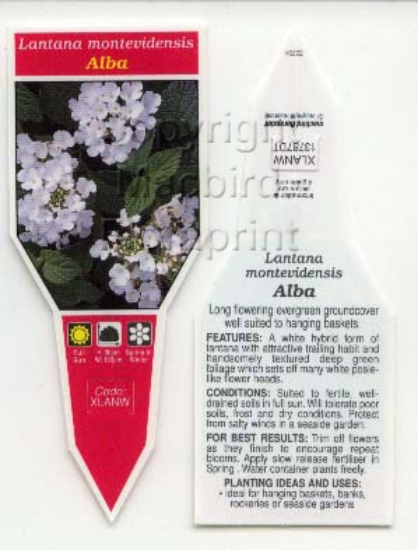 Picture of LANTANA MONTEVIDENSIS ALBA WHITE TRAILING FORM                                                                                                        